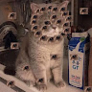 Meet your Posher, Bailey